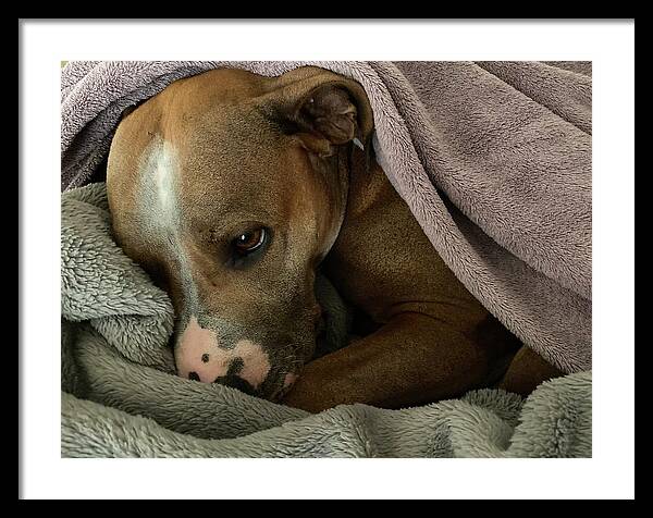Maisy - Framed Print