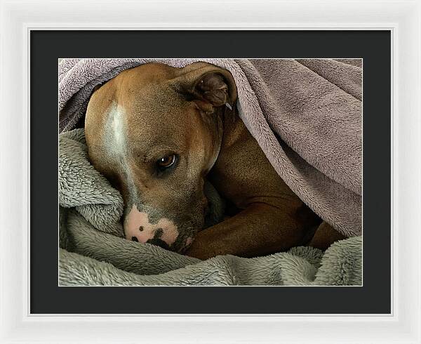 Maisy - Framed Print