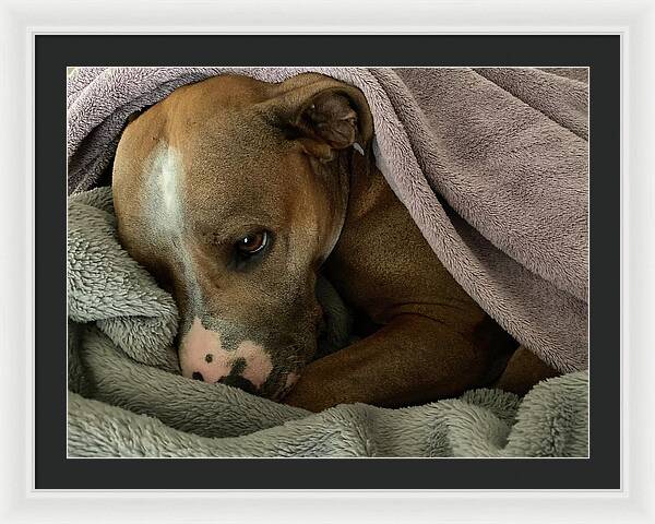 Maisy - Framed Print