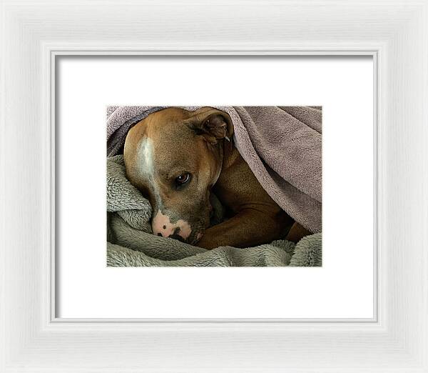 Maisy - Framed Print