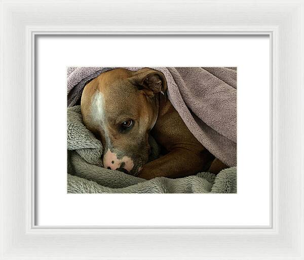 Maisy - Framed Print