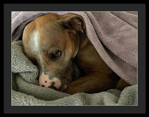Maisy - Framed Print