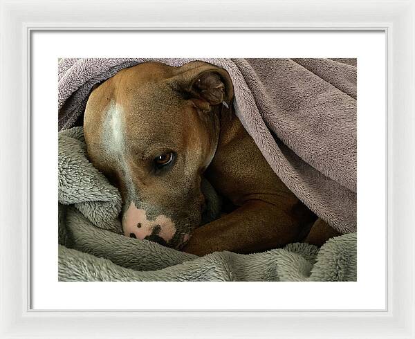 Maisy - Framed Print