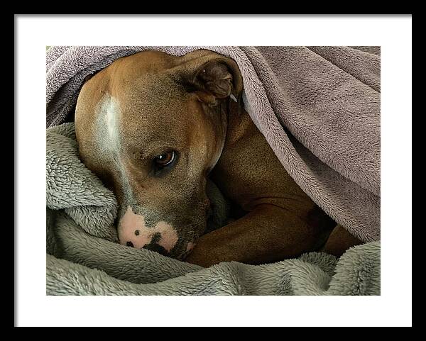 Maisy - Framed Print