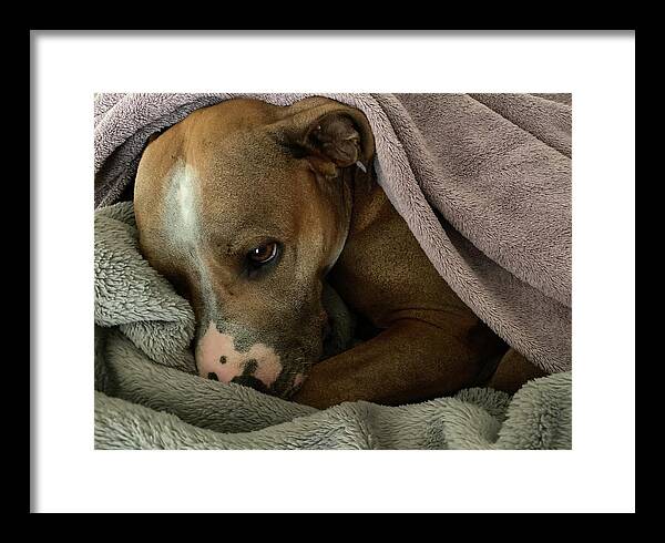 Maisy - Framed Print