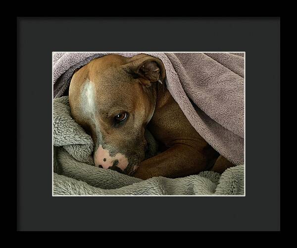 Maisy - Framed Print