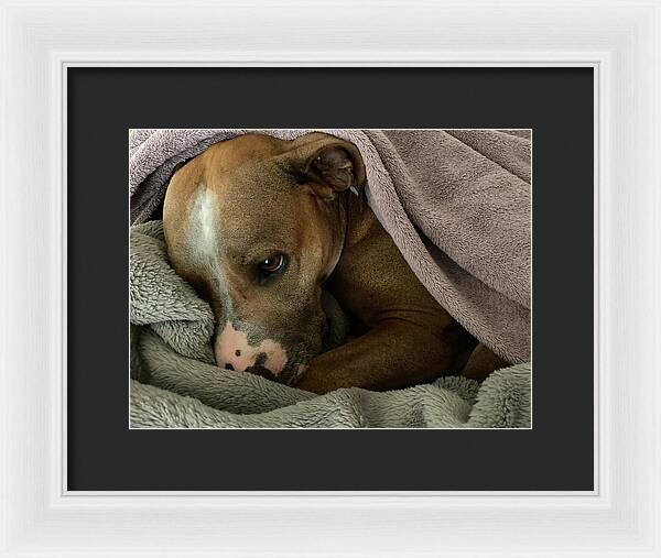Maisy - Framed Print