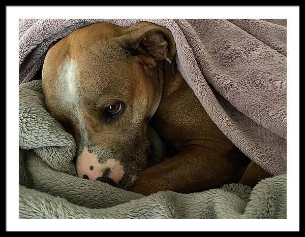 Maisy - Framed Print