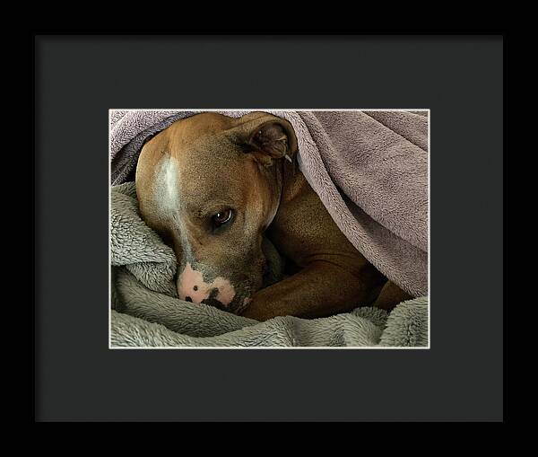 Maisy - Framed Print