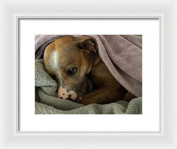 Maisy - Framed Print