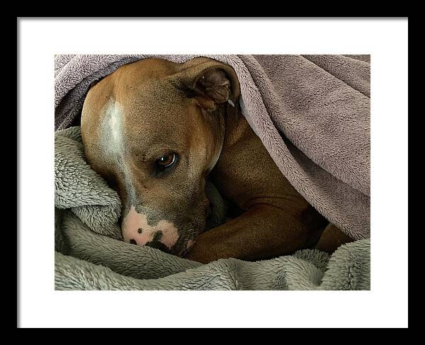 Maisy - Framed Print