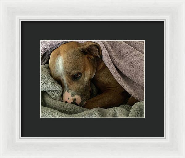 Maisy - Framed Print