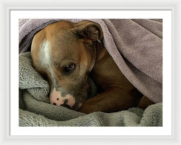 Maisy - Framed Print