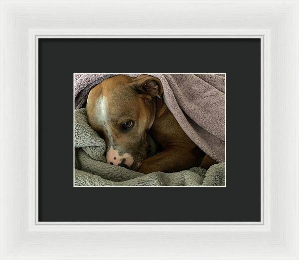 Maisy - Framed Print