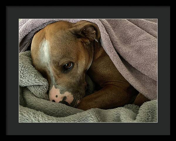 Maisy - Framed Print