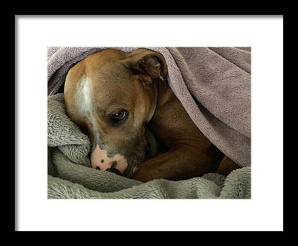 Maisy - Framed Print