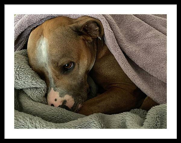 Maisy - Framed Print