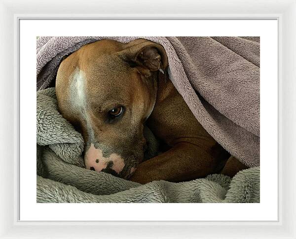 Maisy - Framed Print