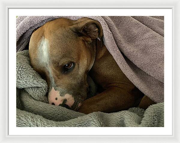 Maisy - Framed Print