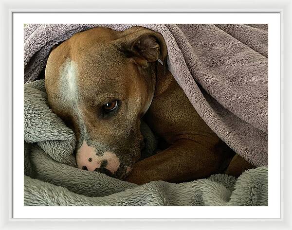 Maisy - Framed Print