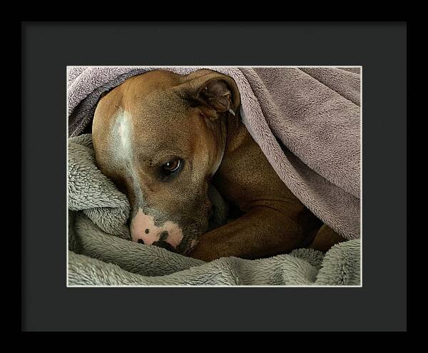 Maisy - Framed Print