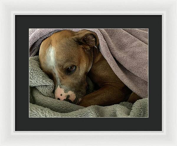 Maisy - Framed Print