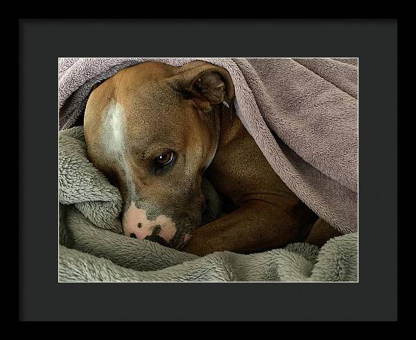 Maisy - Framed Print