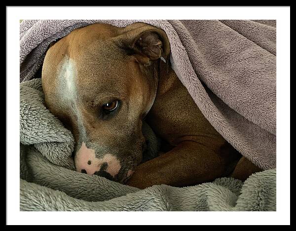 Maisy - Framed Print