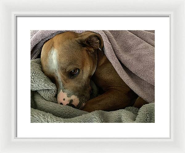 Maisy - Framed Print