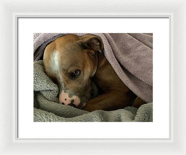 Maisy - Framed Print