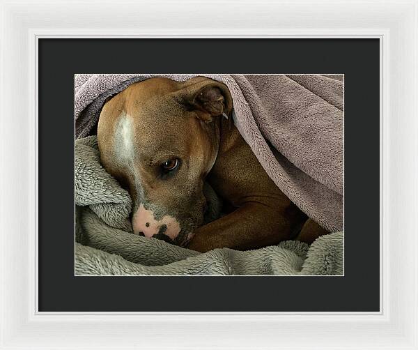 Maisy - Framed Print