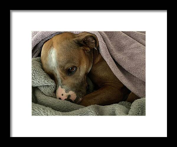 Maisy - Framed Print