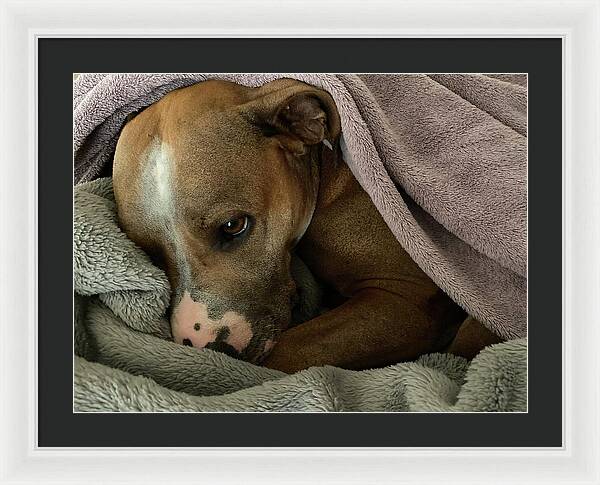 Maisy - Framed Print