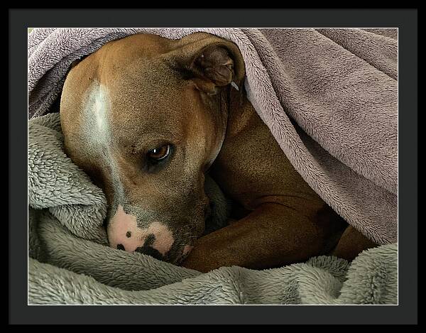 Maisy - Framed Print