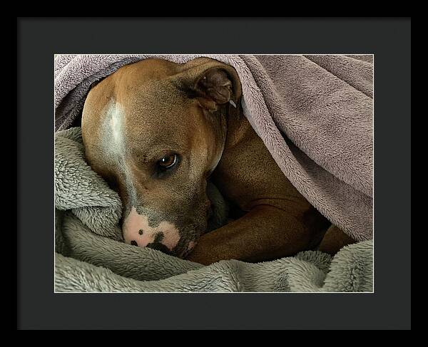 Maisy - Framed Print