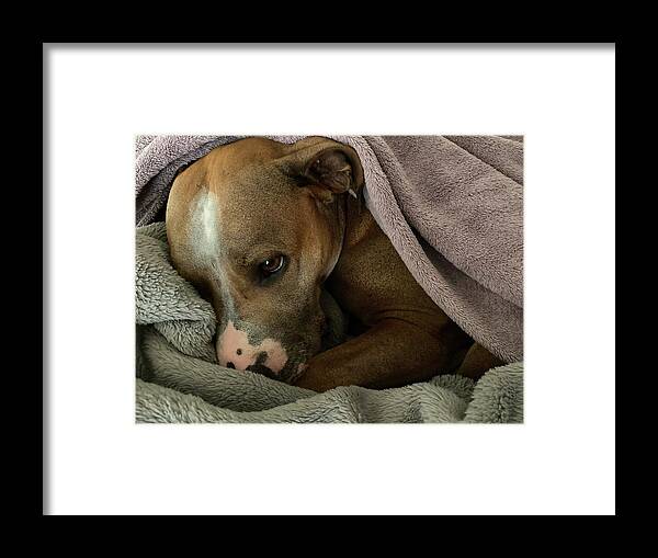 Maisy - Framed Print