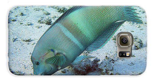 Fish - Phone Case