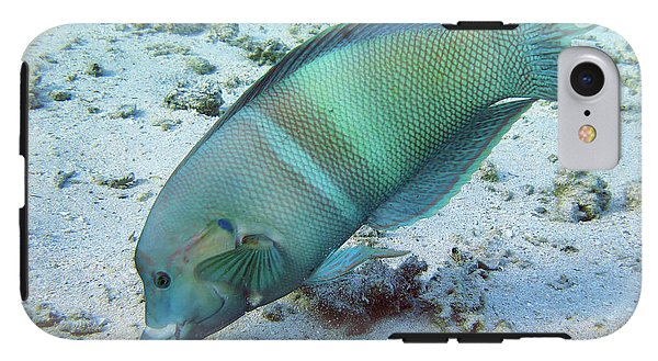 Fish - Phone Case