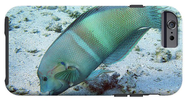 Fish - Phone Case