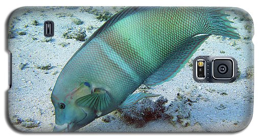 Fish - Phone Case