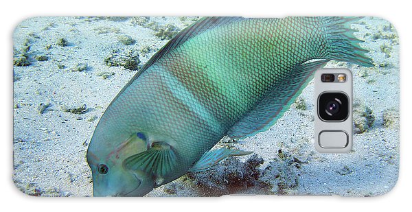 Fish - Phone Case