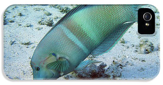 Fish - Phone Case