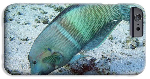 Fish - Phone Case