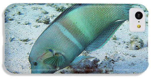 Fish - Phone Case