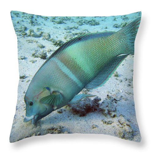 Fish - Throw Pillow