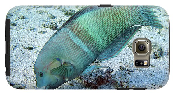 Fish - Phone Case