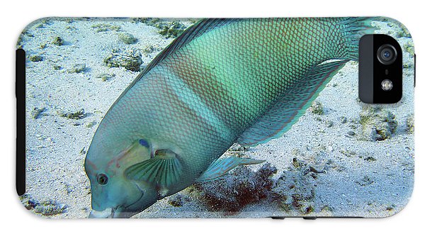 Fish - Phone Case