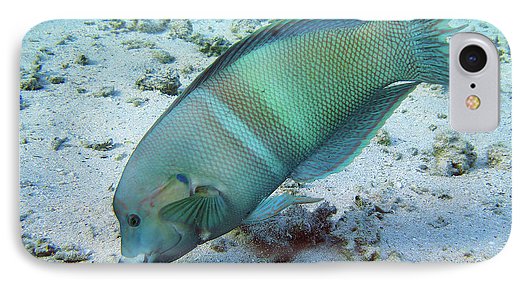 Fish - Phone Case