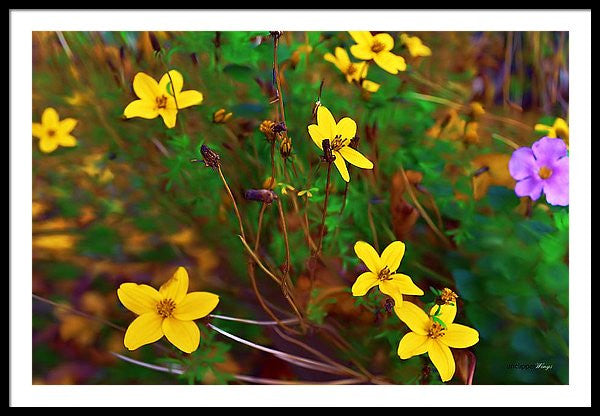 Framed Print - Fleur