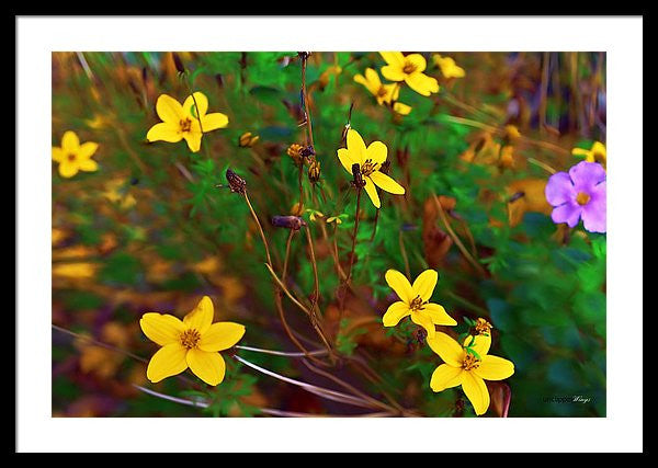 Framed Print - Fleur